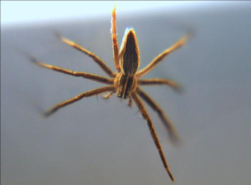 Pisaura mirabilis