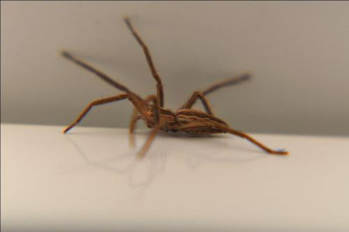 Pisaura mirabilis