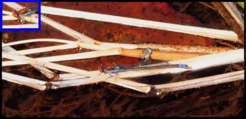 Pseudagrion massaicum