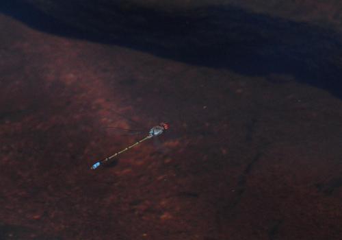 Pseudagrion sublacteum