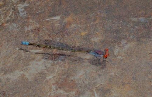 Pseudagrion sublacteum