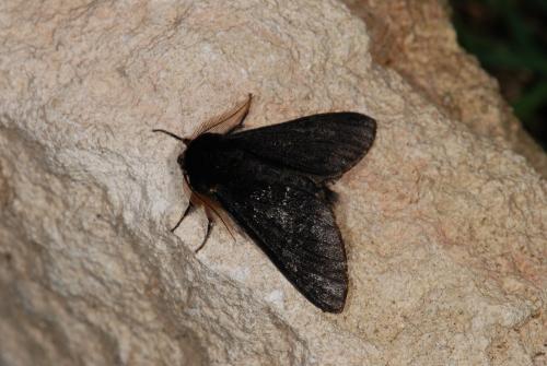 Réf. 67 174 : Biston strataria