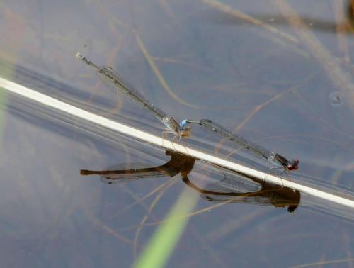 Pseudagrion hamoni