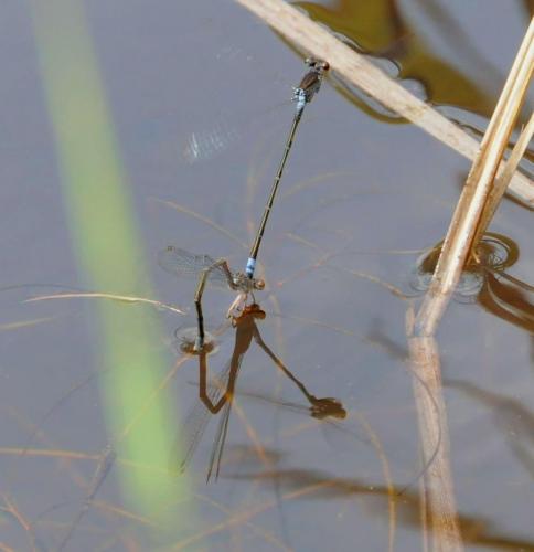 Pseudagrion hamoni