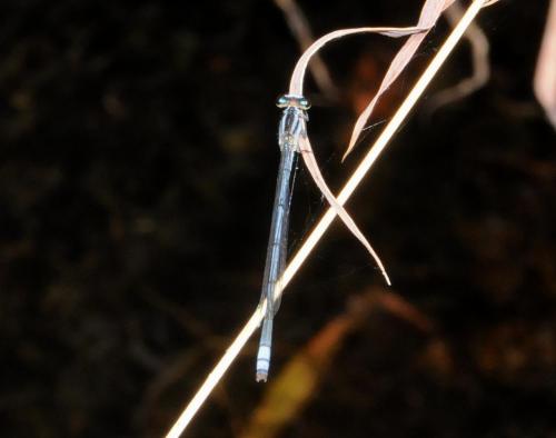 Pseudagrion kersteni