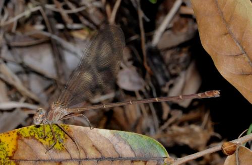 Réf. 67 876 : Phaon iridipennis