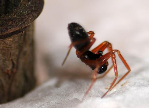 Walckenaeria mitrata