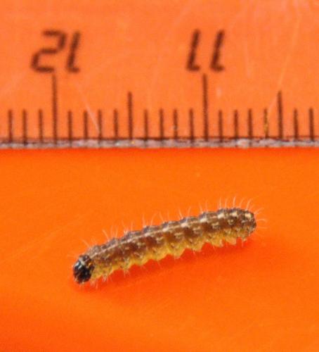 Nyctobrya muralis
