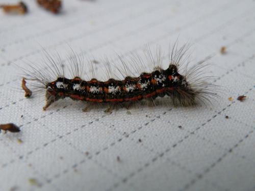 Euproctis similis