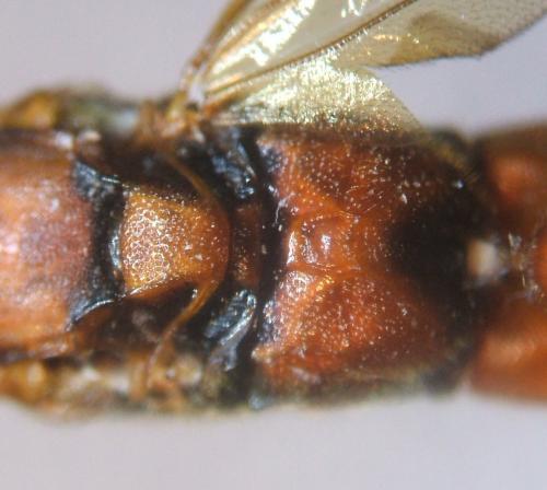 Réf. 67 025 : Lymantrichneumon disparis
