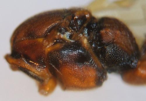 Réf. 67 027 : Lymantrichneumon disparis