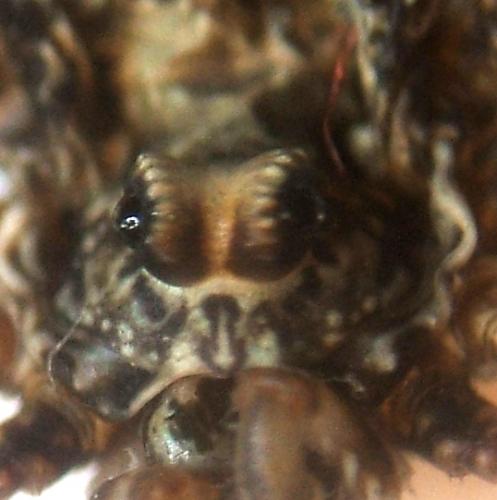 Platybunus pinetorum