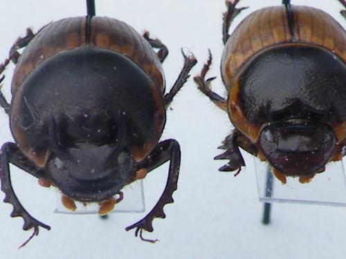 Réf. 67 052 : Digitonthophagus gazella