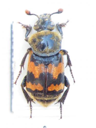 Nicrophorus vestigator