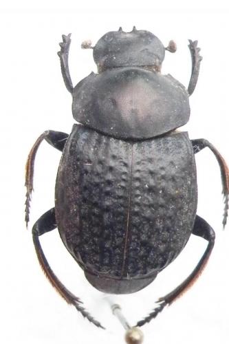 Deltochilum sp.