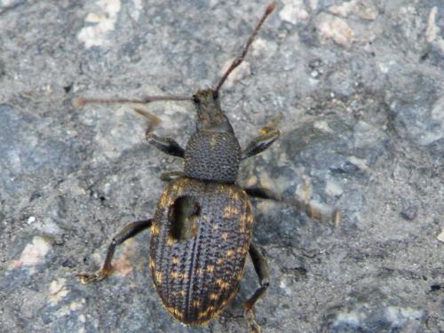 Otiorhynchus sulcatus