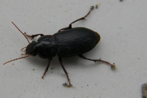 Harpalus sp.