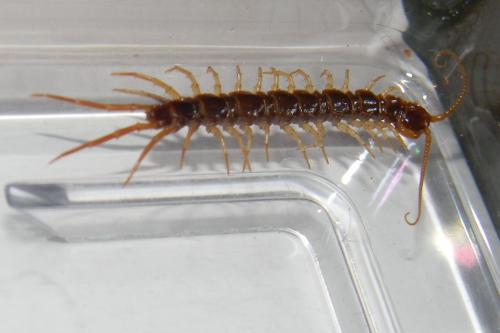 Lithobius forficatus