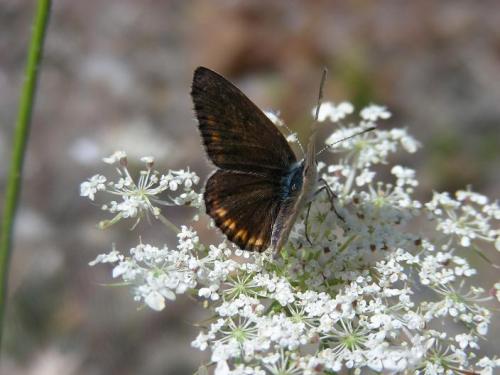 Réf. 67 205 : Polyommatus dorylas