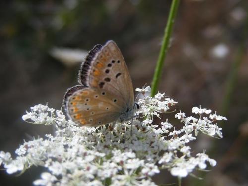 Réf. 67 204 : Polyommatus dorylas
