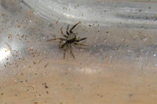 Pseudeuophrys lanigera