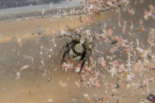 Pseudeuophrys lanigera