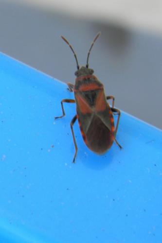 Arocatus melanocephalus