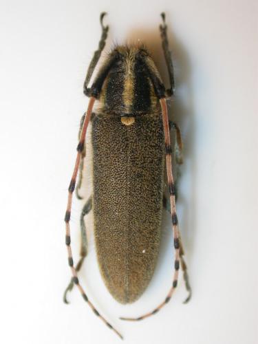 Agapanthia asphodeli