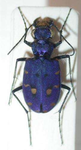 Cicindela campestris saphyrina