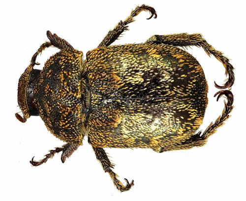 Plectris sp.