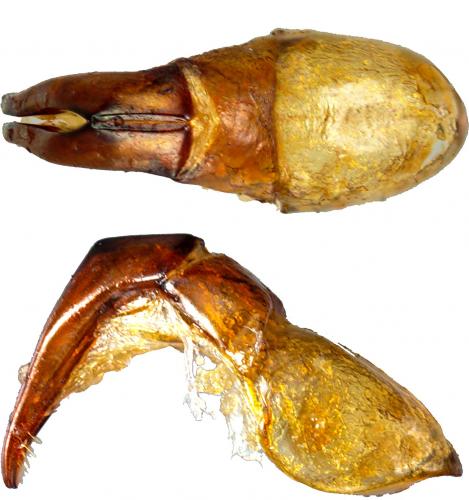 Plectris sp.