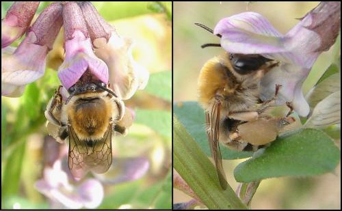 Eucera nigrescens