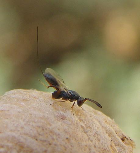 Podagrion pachymerum