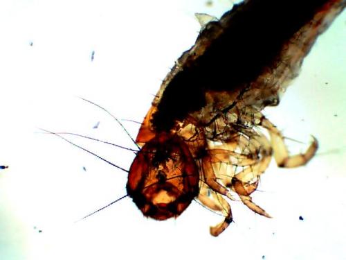 Réf. 67 120 : Enoicyla pusilla