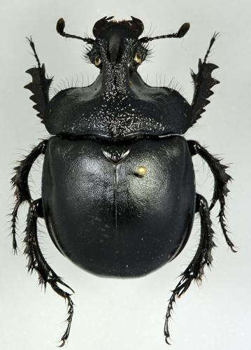 Enoplotrupes crassicornis