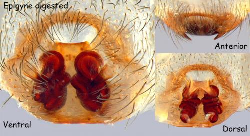 Réf. 67 432 : Inermocoelotes anoplus