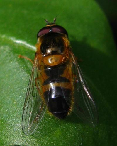 Réf. 67 878 : Epistrophe eligans