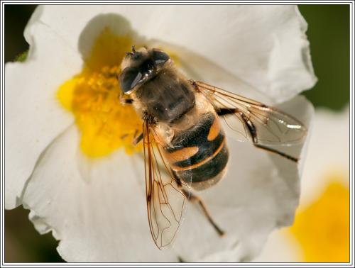 Eristalis tenax