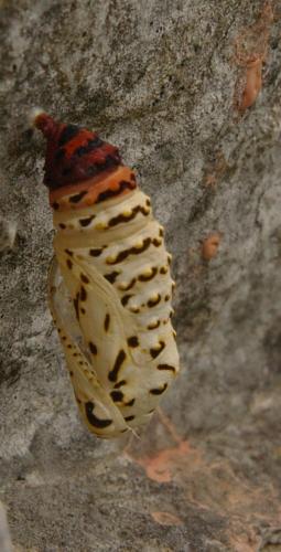 Euphydryas aurinia