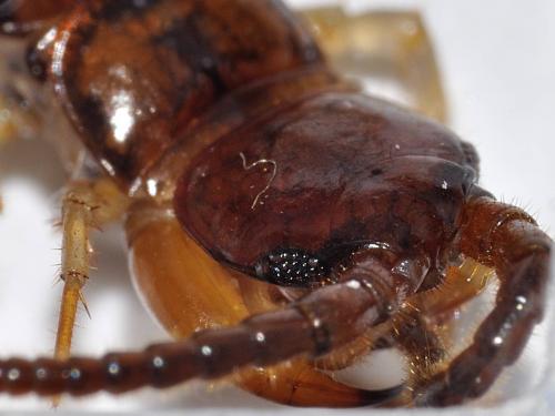 Réf. 67 103 : Eupolybothrus fasciatus
