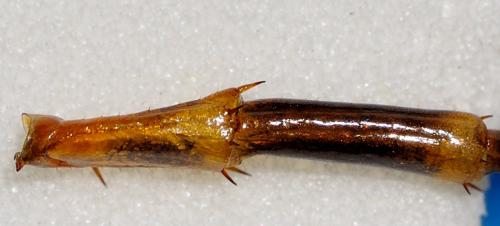 Eupolybothrus fasciatus