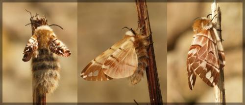 Réf. 67 203 : Endromis versicolora