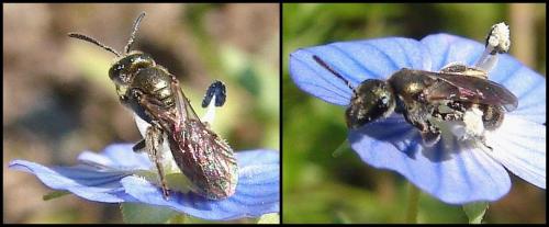 Lasioglossum sp.