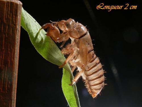 Cicadetta sp.