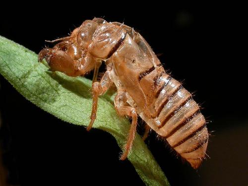 Réf. 67 081 : Cicadetta sp.