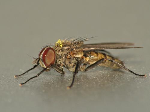 Réf. 67 323 : Fannia canicularis