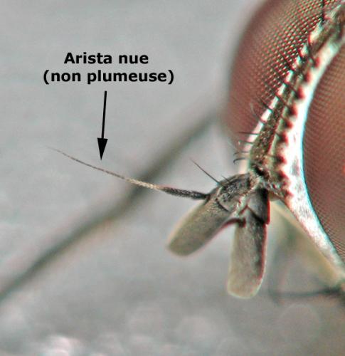 Fannia canicularis