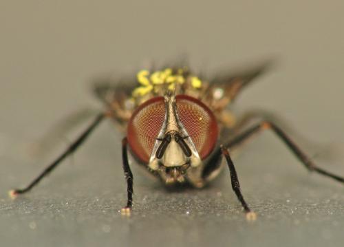 Réf. 67 324 : Fannia canicularis