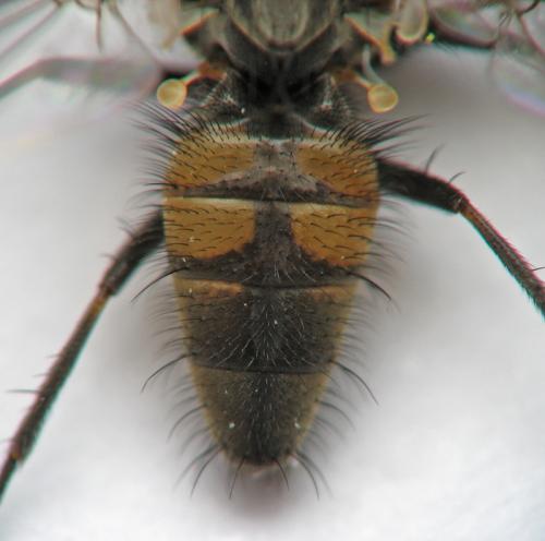 Fannia canicularis