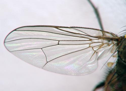 Fannia canicularis